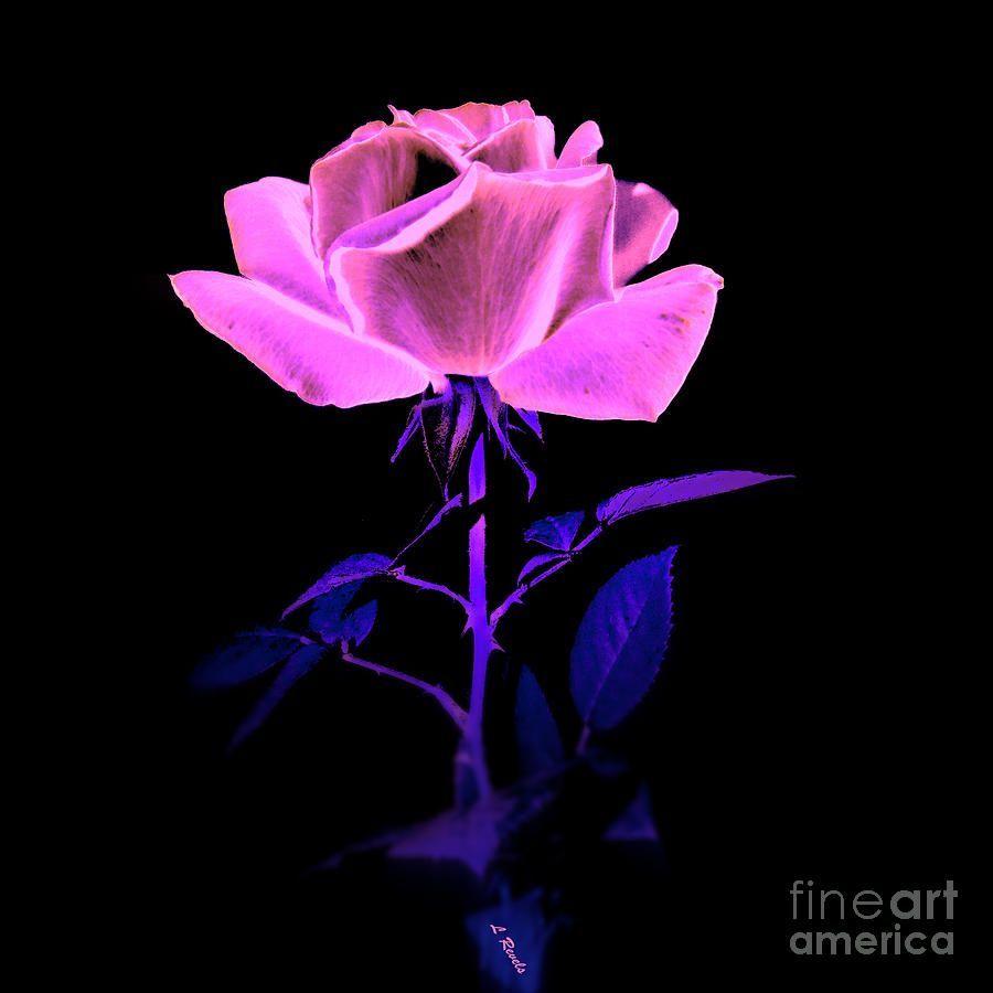 Glow Rose Wallpapers Top Free Glow Rose Backgrounds WallpaperAccess
