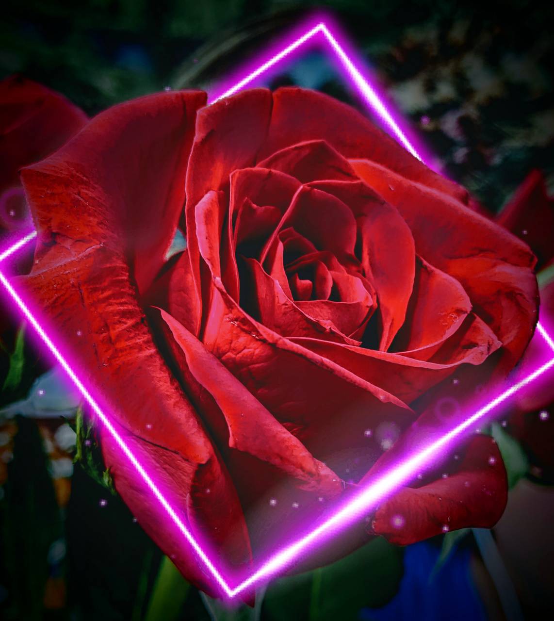 Cool Neon Rose Wallpapers Top Free Cool Neon Rose Backgrounds