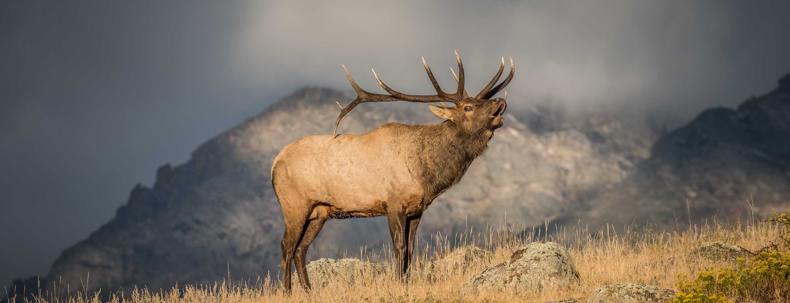 Rocky Mountain Elk Wallpapers Top Free Rocky Mountain Elk Backgrounds WallpaperAccess
