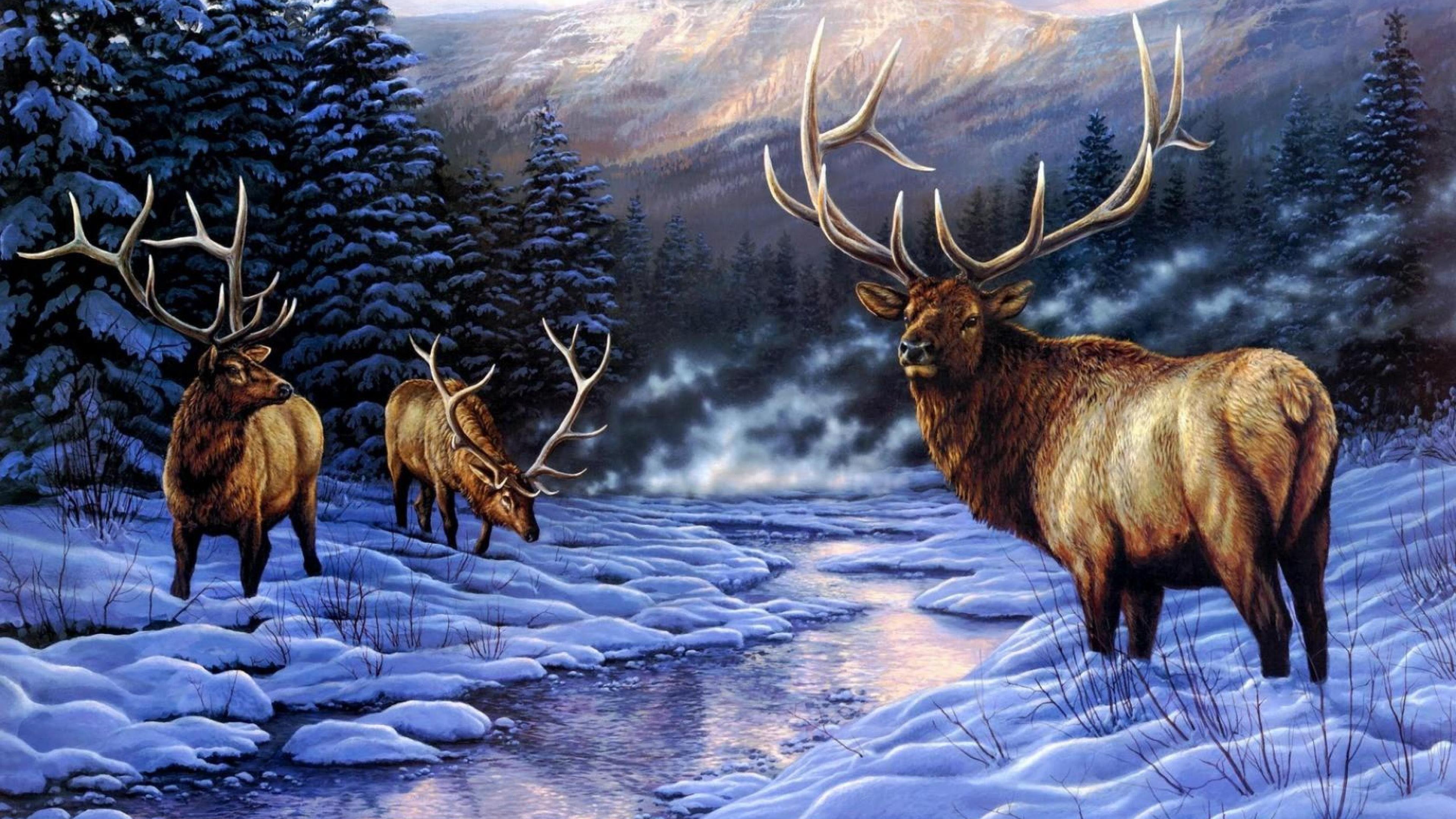 Rocky Mountain Elk Wallpapers Top Free Rocky Mountain Elk Backgrounds