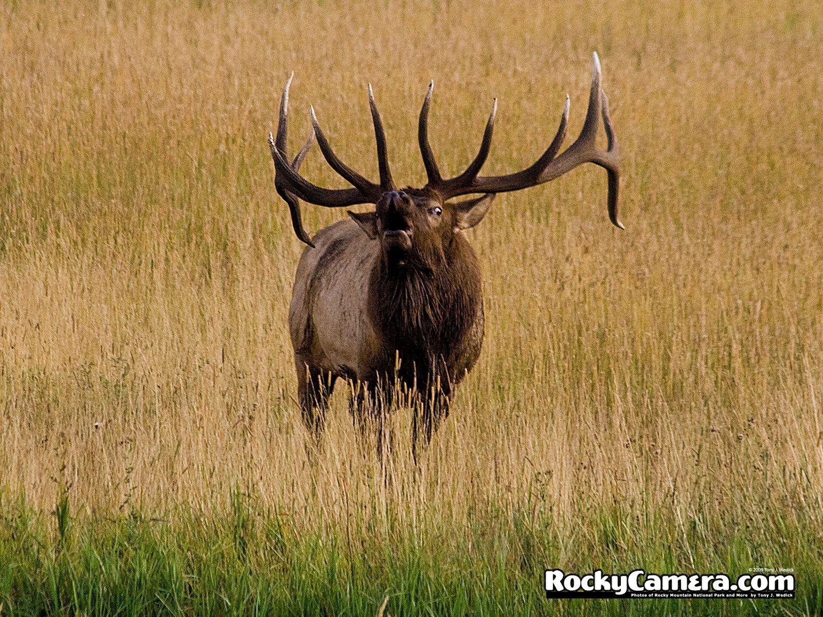 Rocky Mountain Elk Wallpapers Top Free Rocky Mountain Elk Backgrounds WallpaperAccess