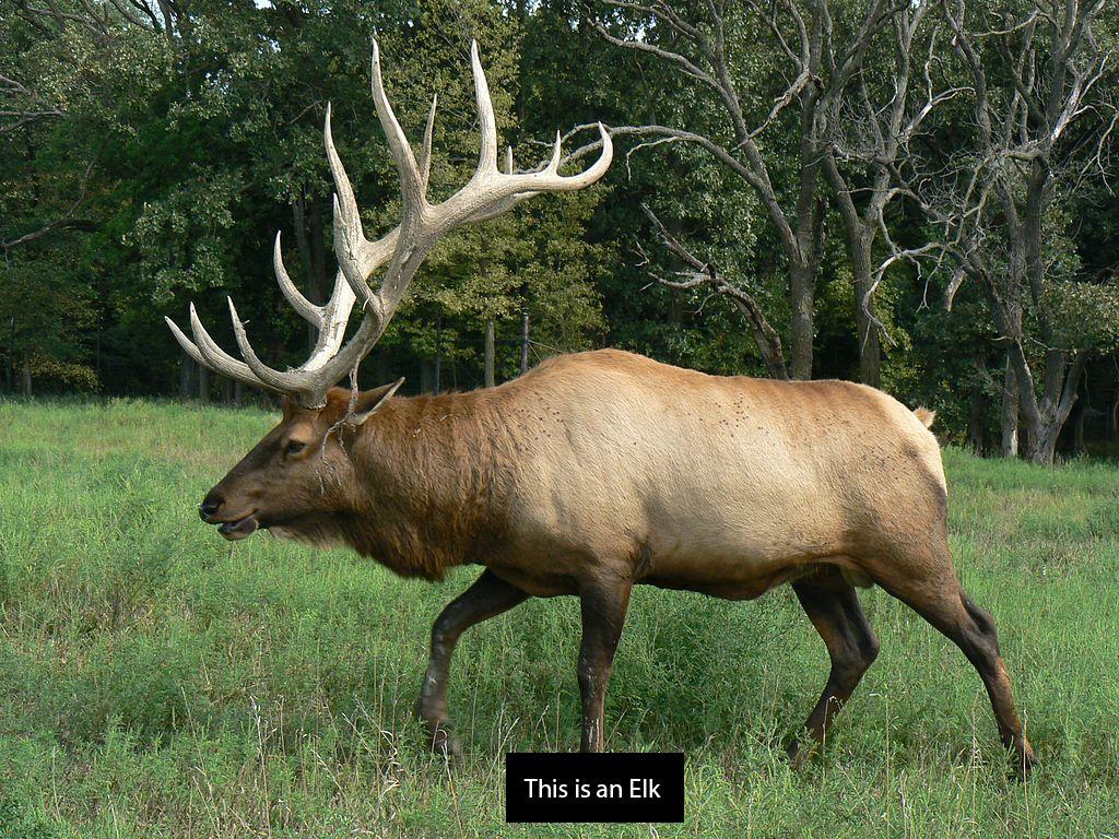 Rocky Mountain Elk Wallpapers Top Free Rocky Mountain Elk Backgrounds