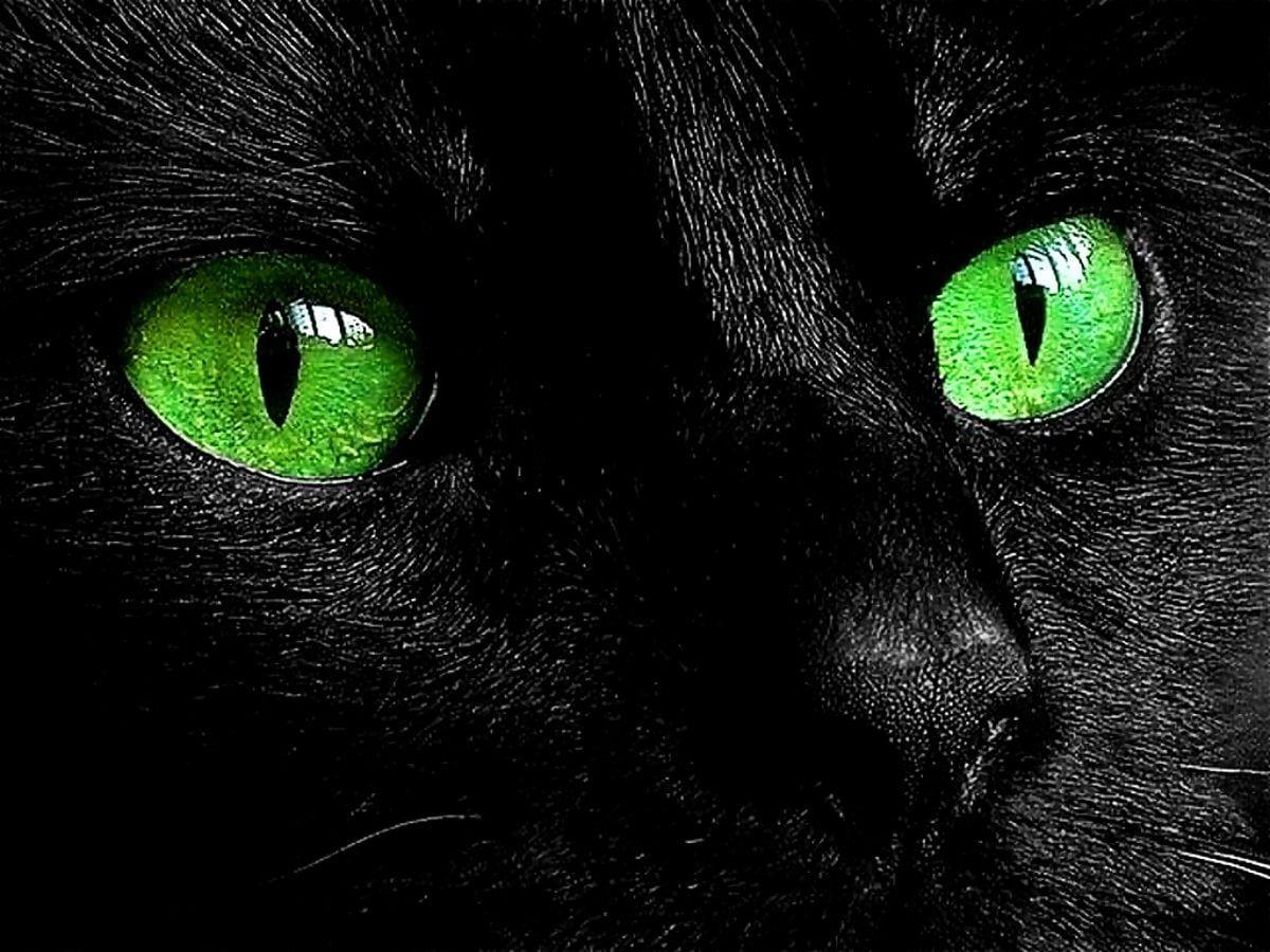 Black Cat Green Eyes Wallpapers Top Free Black Cat Green Eyes