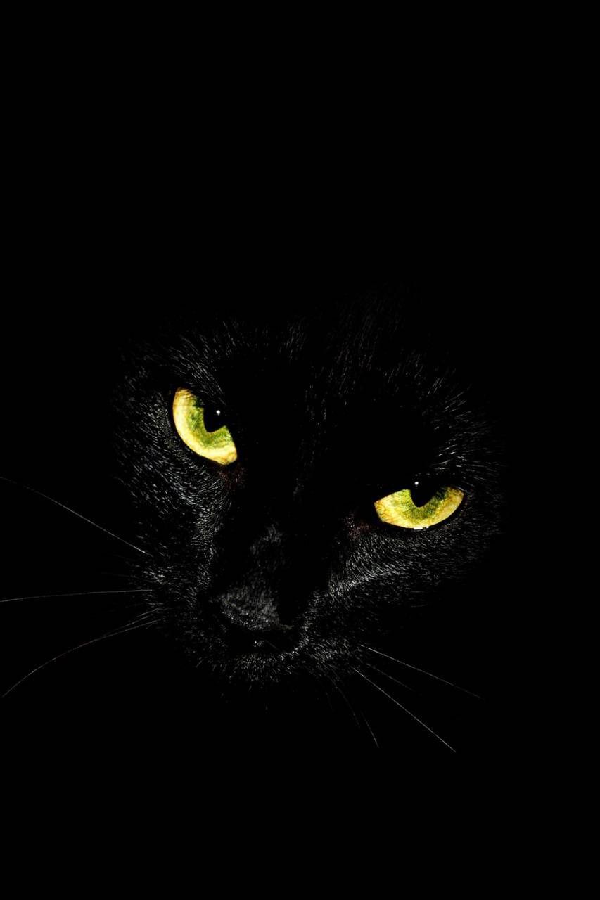Black Cat Green Eyes Wallpapers Top Free Black Cat Green Eyes