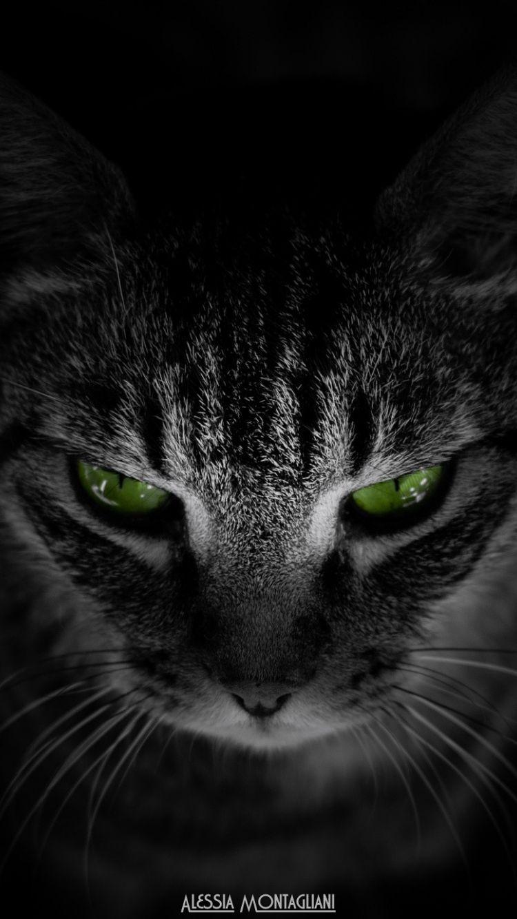 Black Cat Green Eyes Wallpapers Top Free Black Cat Green Eyes