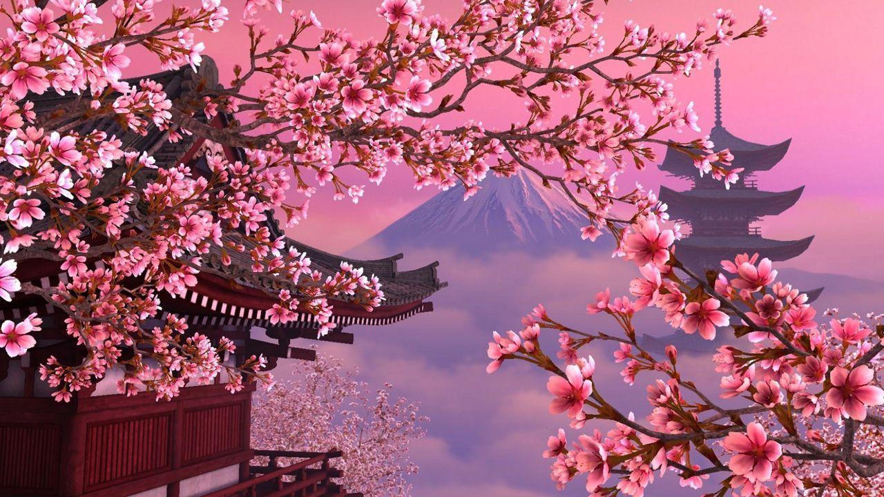 Anime Sakura Flower Wallpapers Top Free Anime Sakura Flower