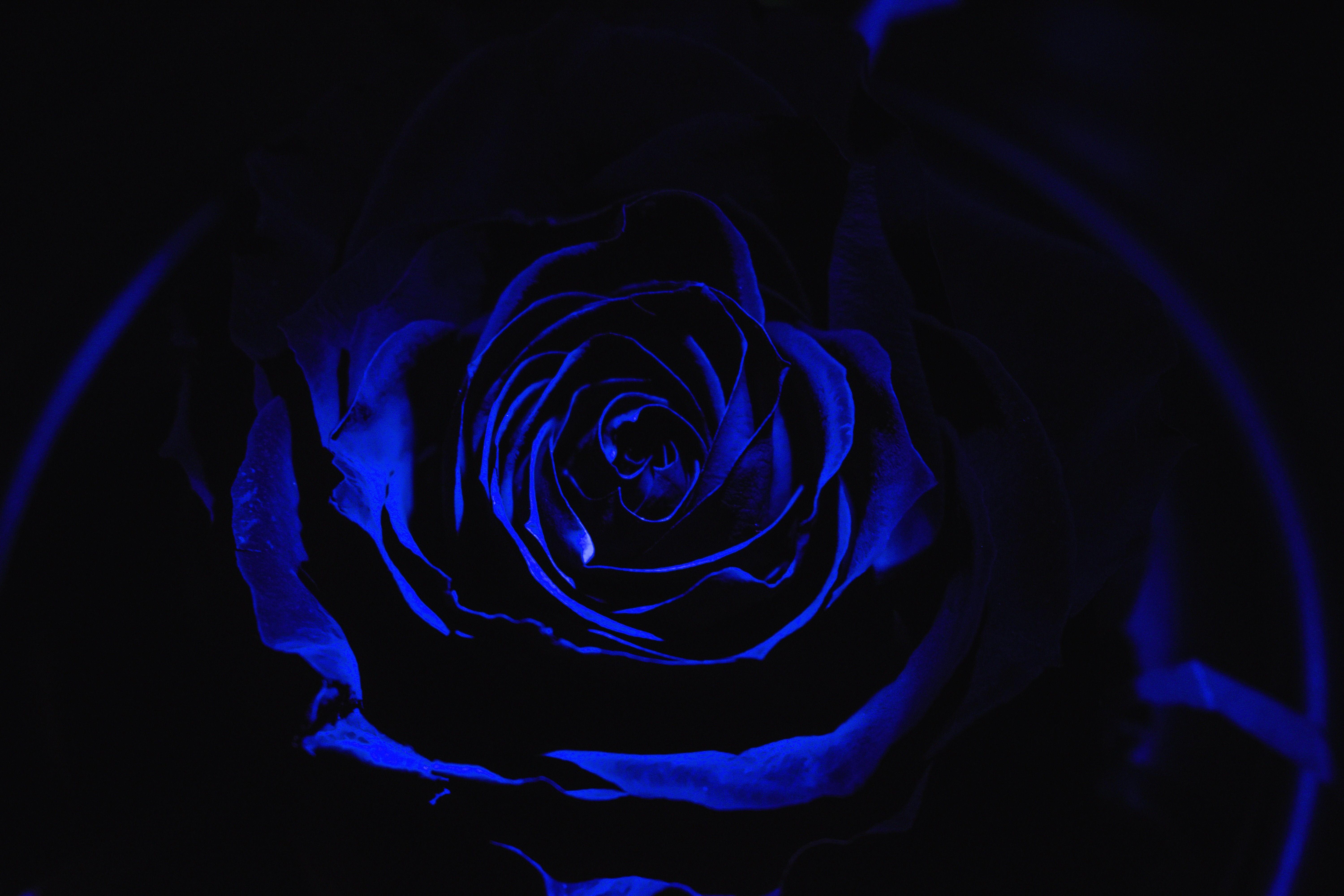 Black Blue Flower Wallpapers Top Free Black Blue Flower Backgrounds