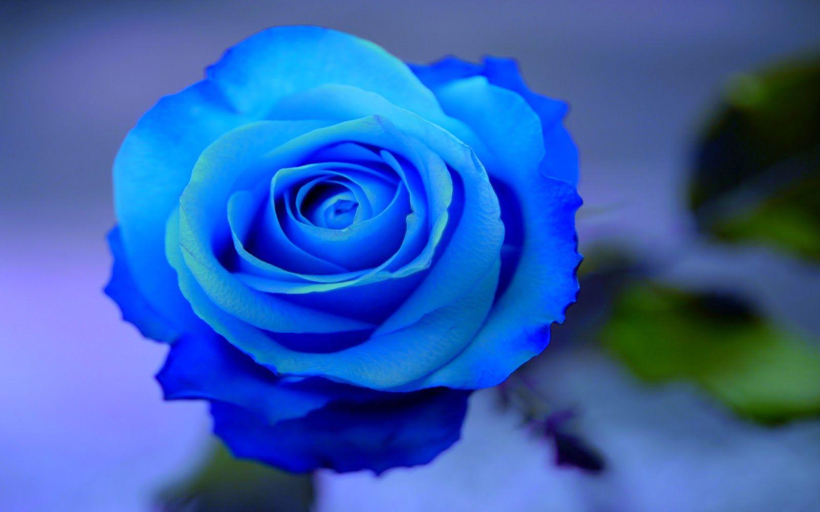 Black Blue Flower Wallpapers Top Free Black Blue Flower Backgrounds