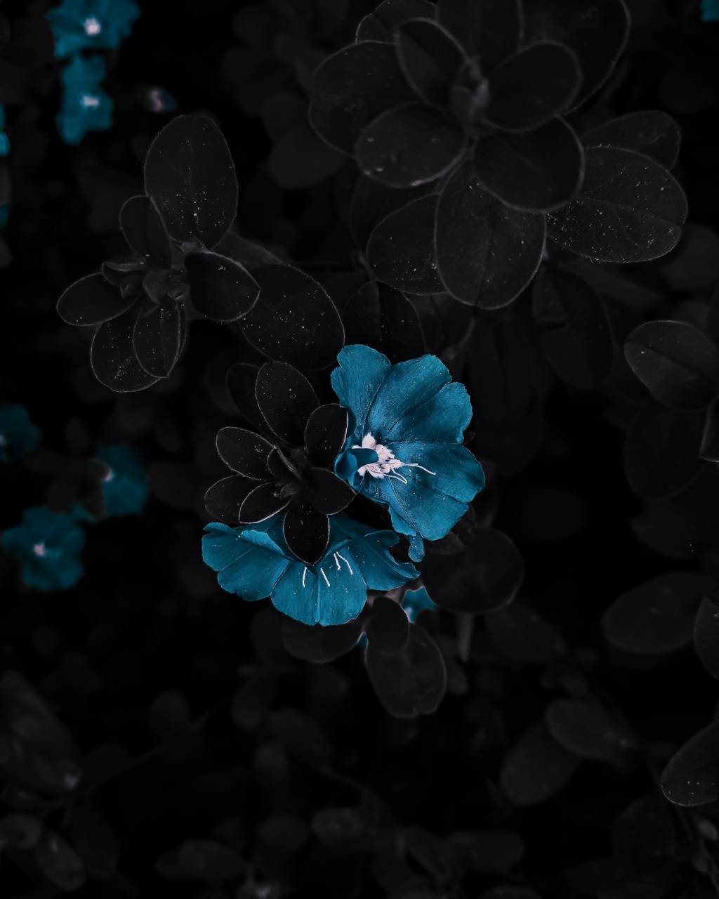 Black Blue Flower Wallpapers Top Free Black Blue Flower Backgrounds