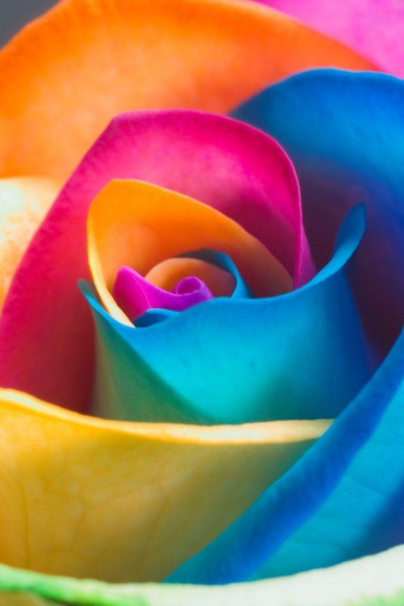 Rainbow Flower iPhone Wallpapers Top Free Rainbow Flower iPhone