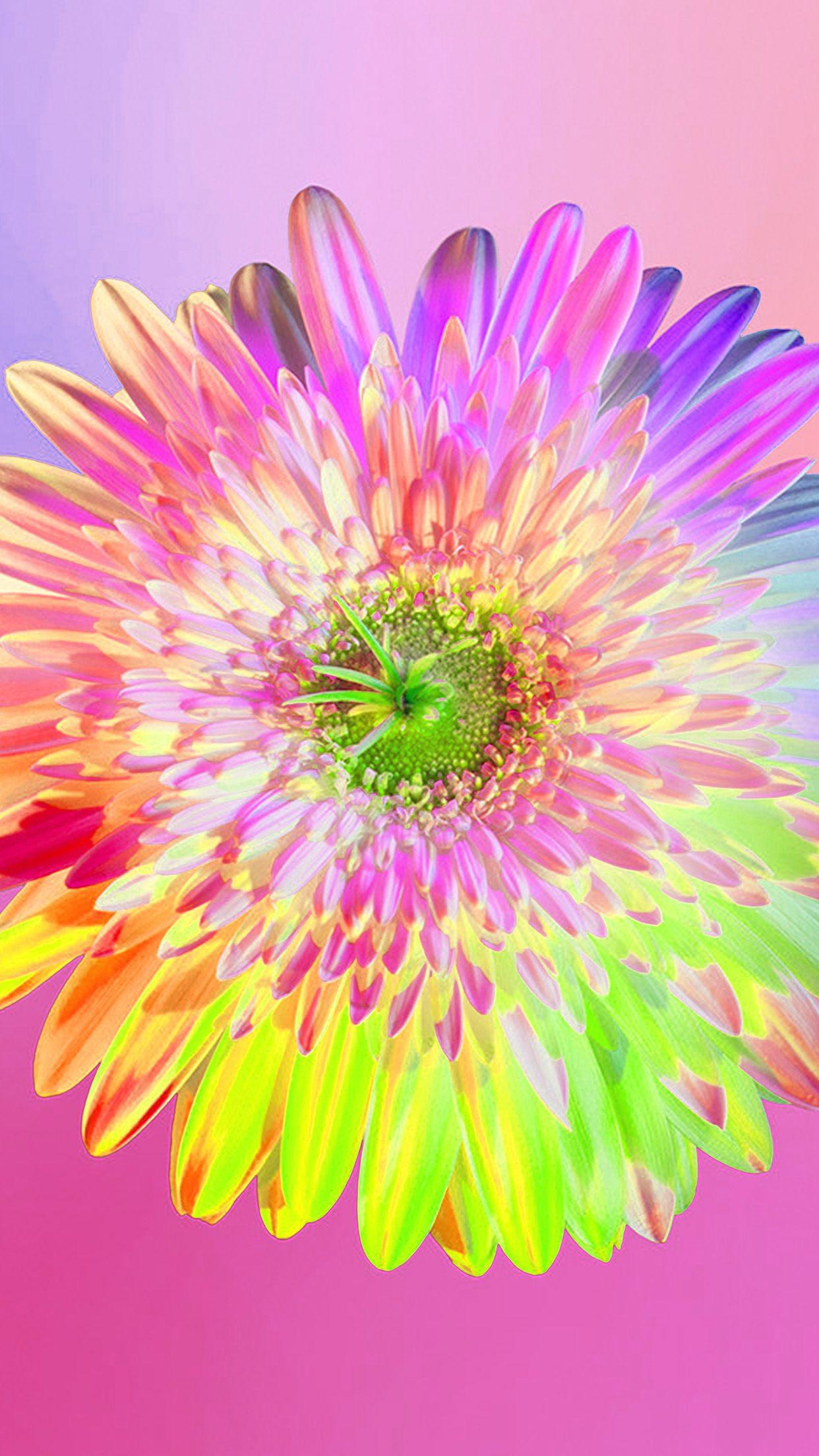 Rainbow Flower iPhone Wallpapers Top Free Rainbow Flower iPhone