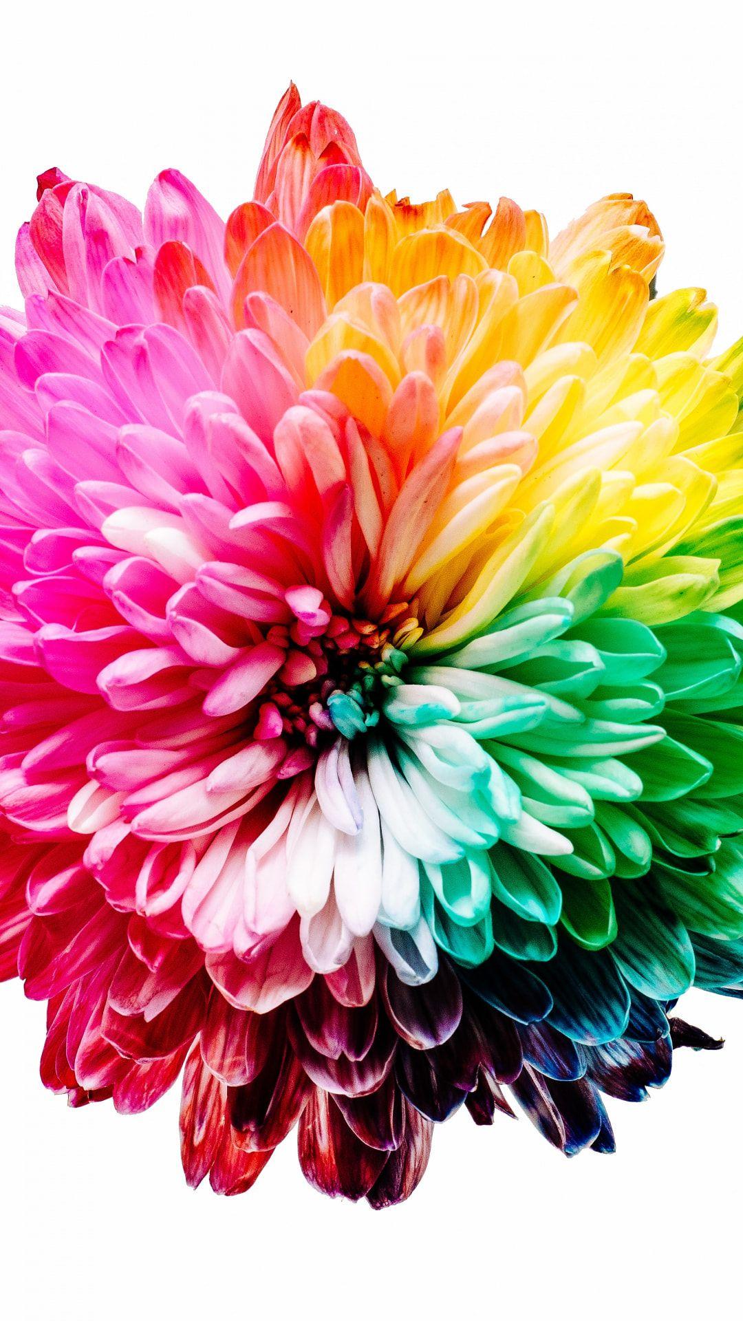 Rainbow Flower iPhone Wallpapers Top Free Rainbow Flower iPhone Backgrounds WallpaperAccess