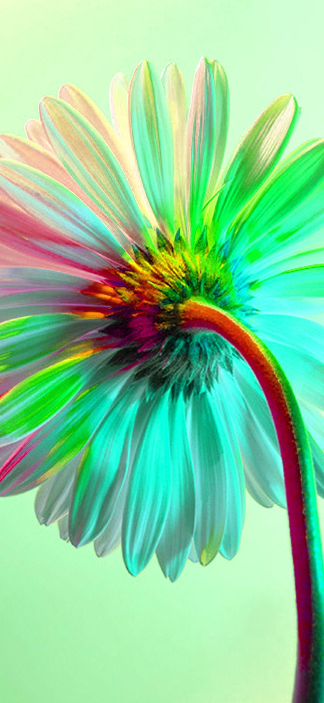 Rainbow Flower iPhone Wallpapers Top Free Rainbow Flower iPhone