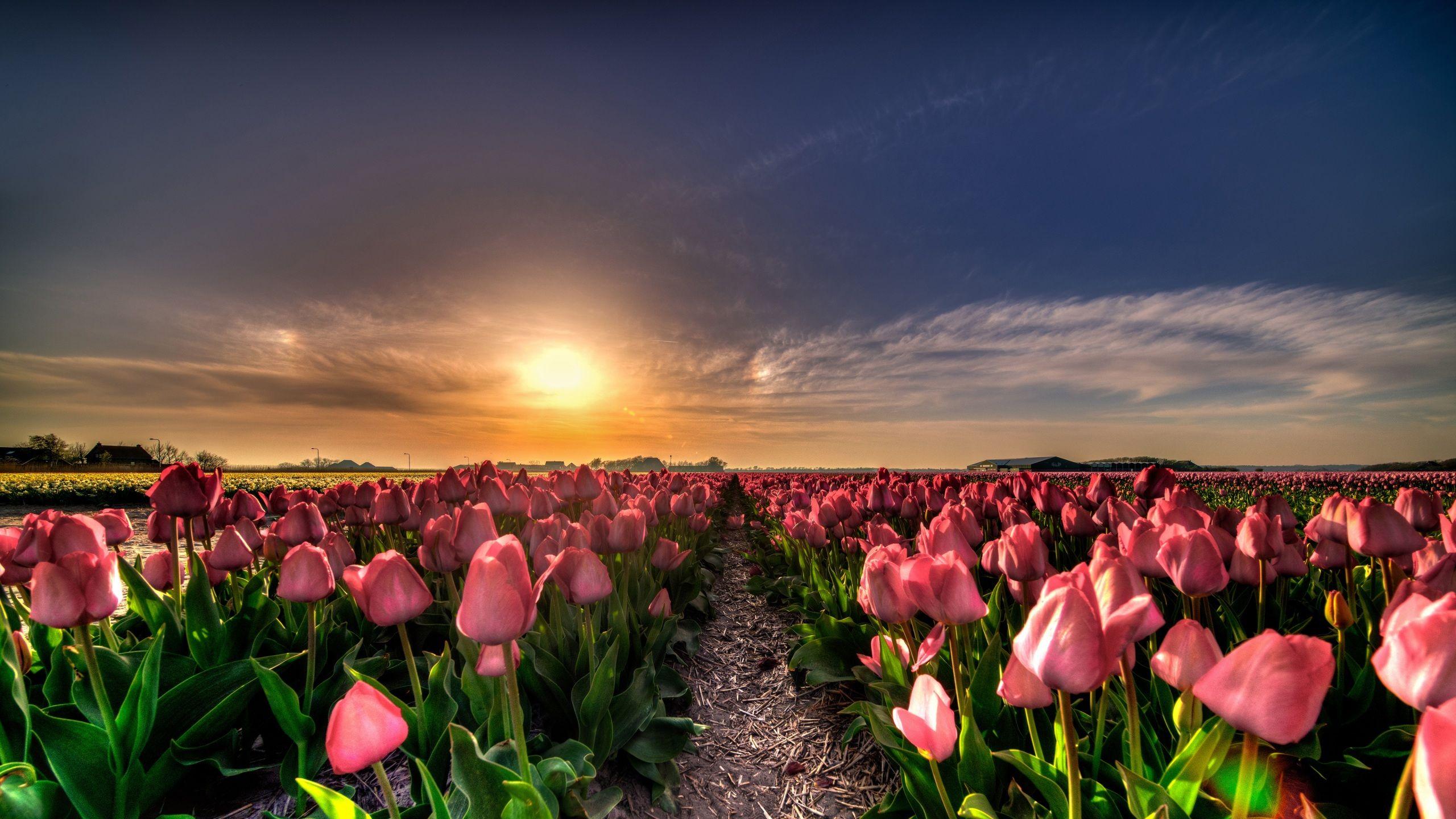 Holland Tulips Wallpapers Top Free Holland Tulips Backgrounds