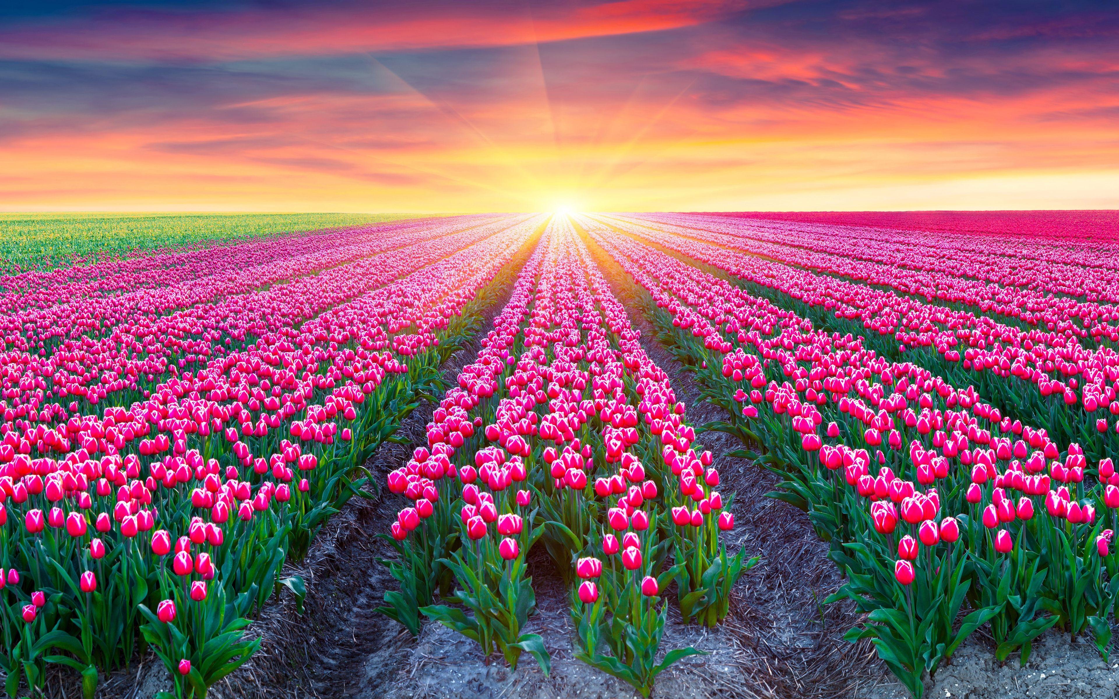 Holland Tulips Wallpapers Top Free Holland Tulips Backgrounds