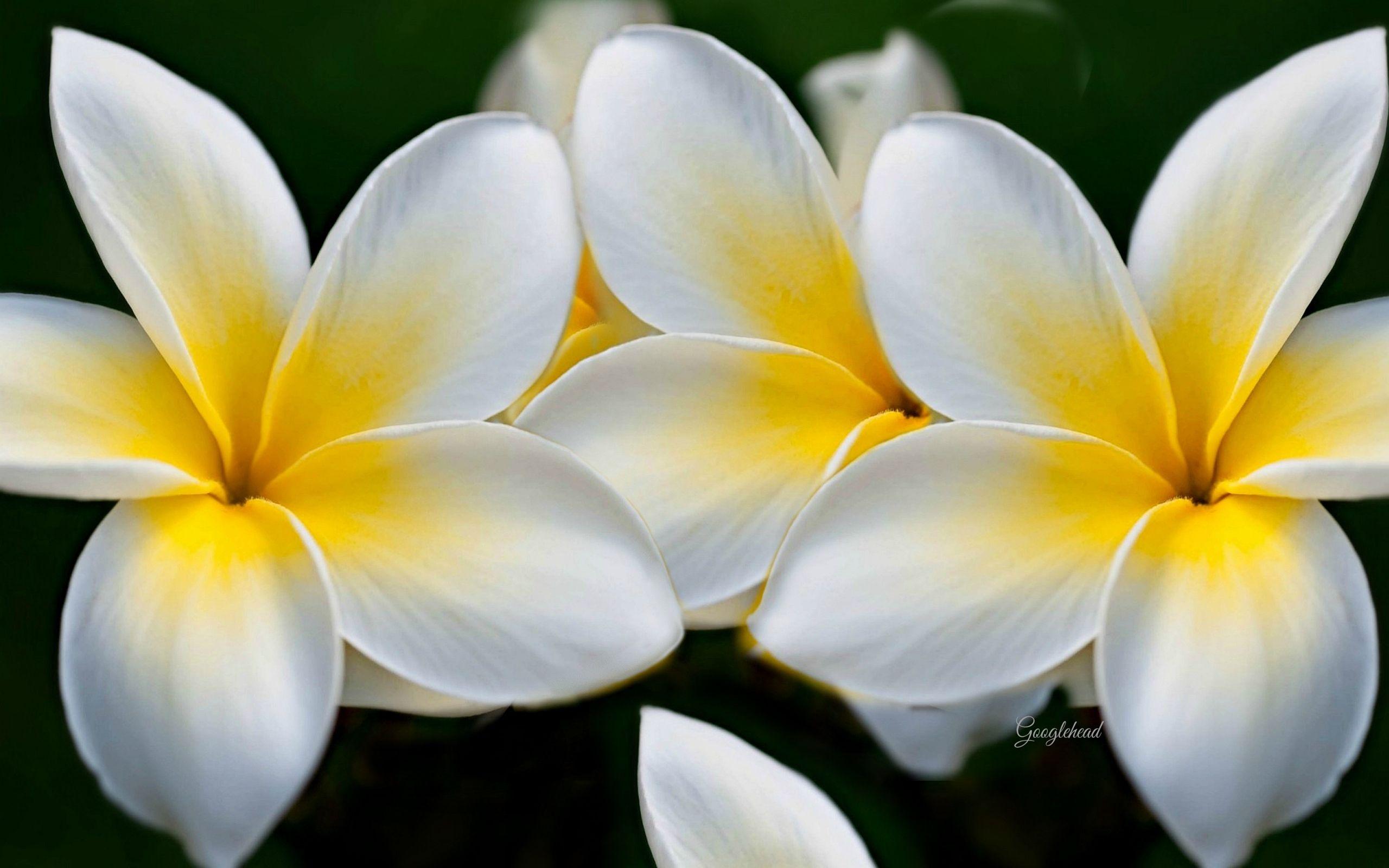 Yellow and White HD Wallpapers Top Free Yellow and White HD