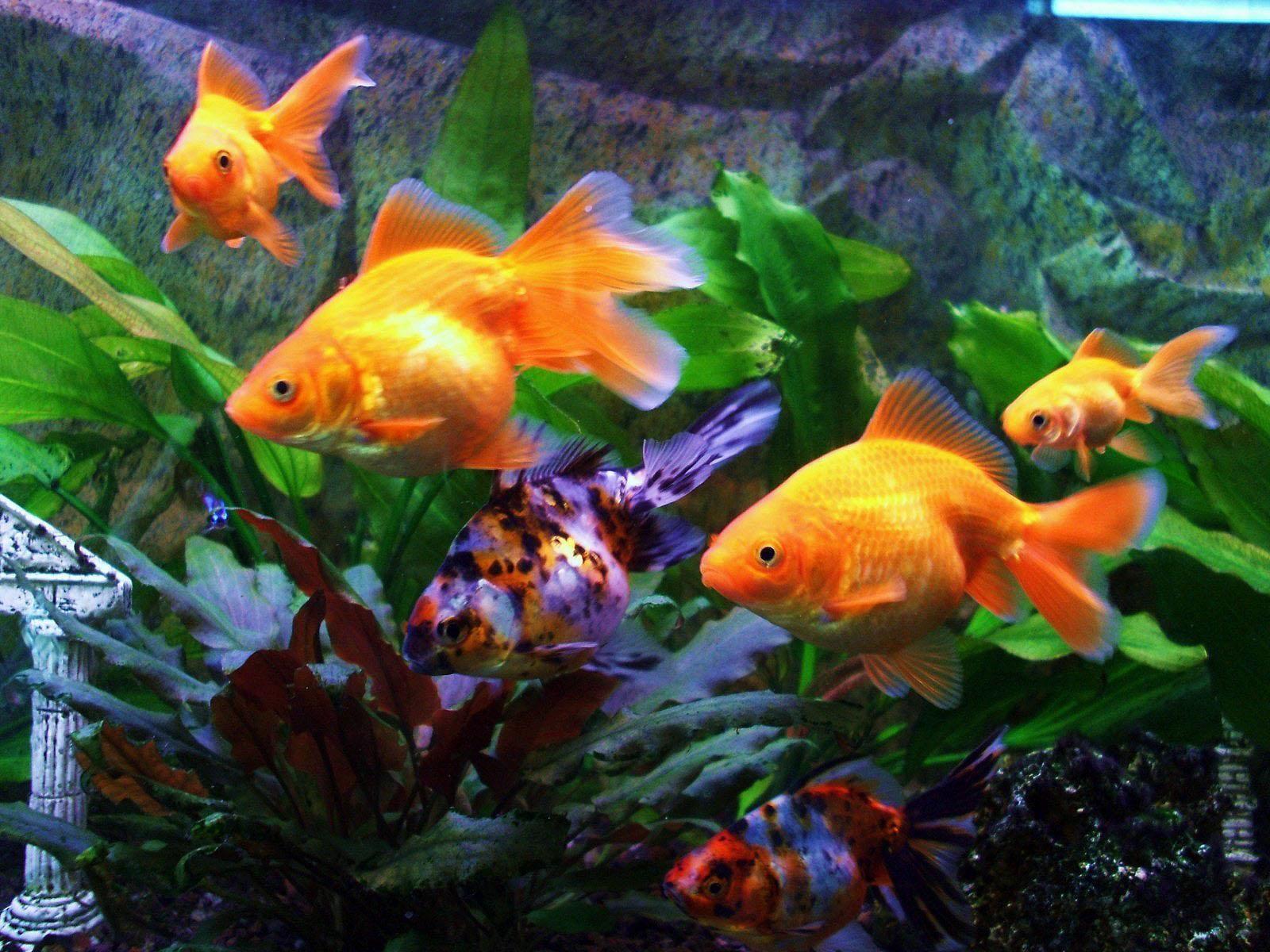 Freshwater Fish Wallpapers Top Free Freshwater Fish Backgrounds WallpaperAccess
