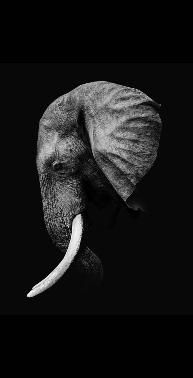 Elephant Phone Wallpapers Top Free Elephant Phone Backgrounds