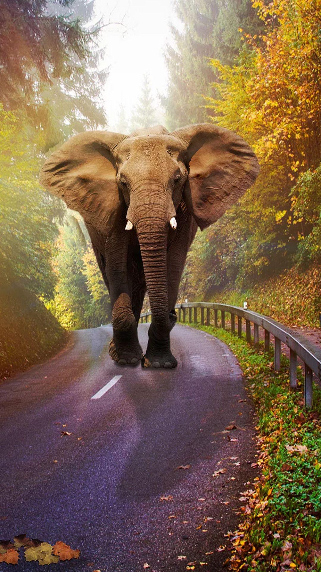 Elephant Phone Wallpapers Top Free Elephant Phone Backgrounds