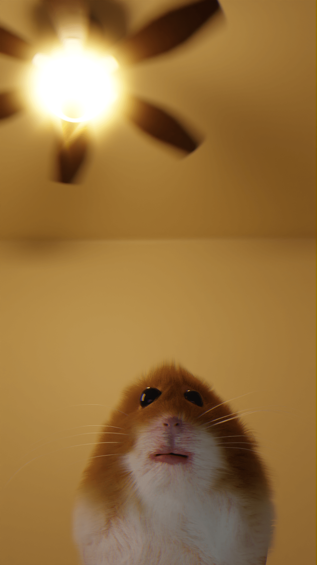 Hamster Meme Wallpapers Top Free Hamster Meme Backgrounds