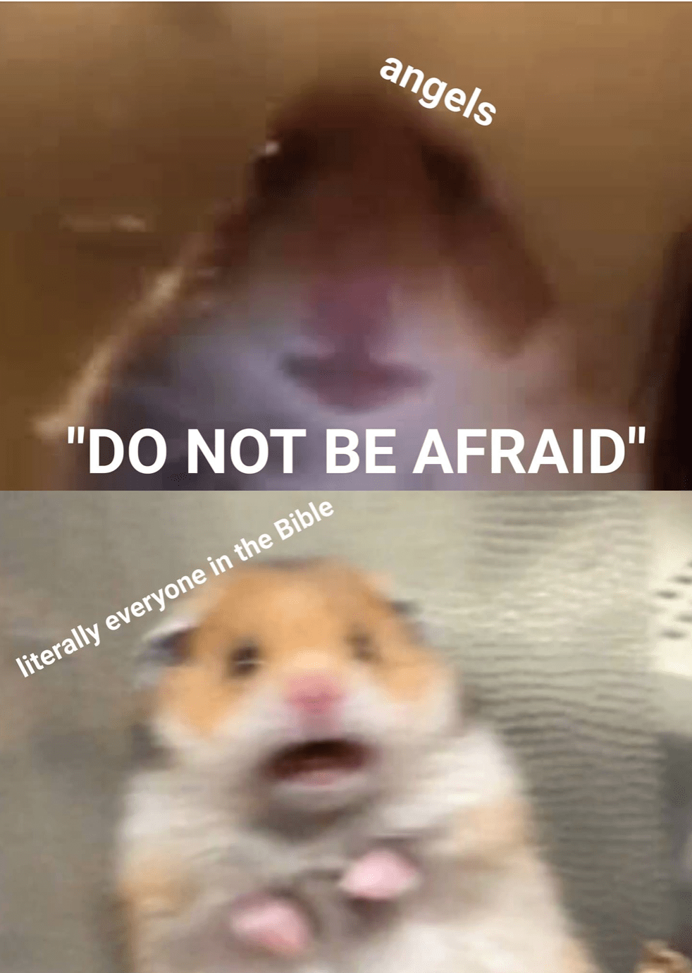 Hamster Meme Wallpapers Top Free Hamster Meme Backgrounds