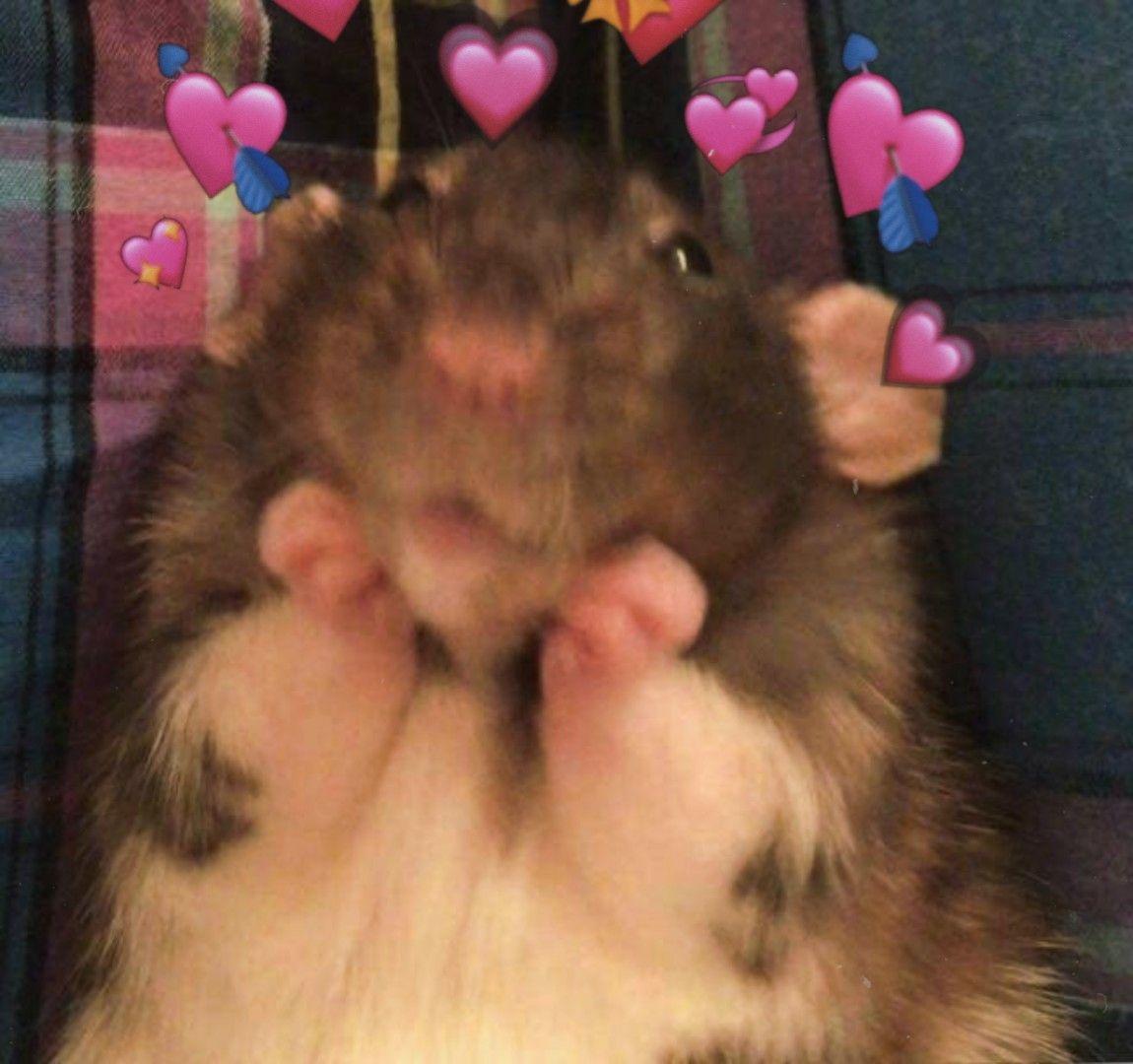 Hamster Meme Wallpapers Top Free Hamster Meme Backgrounds
