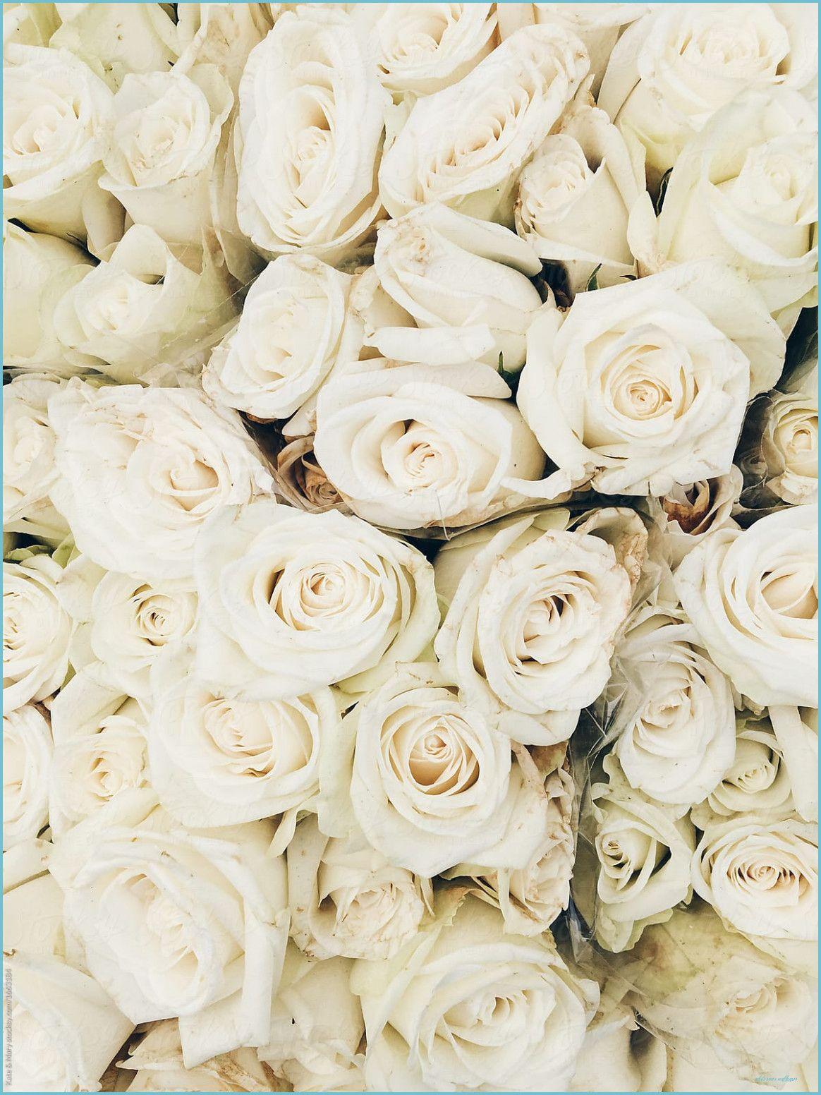 White Roses iPhone Wallpapers Top Free White Roses iPhone Backgrounds