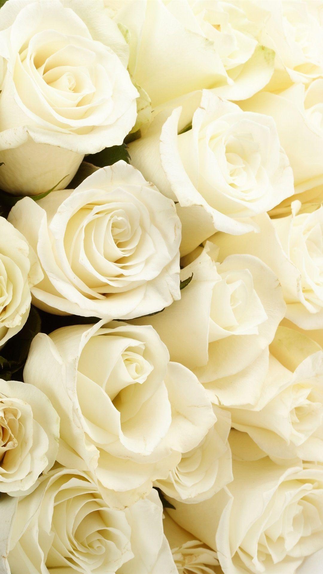 White Roses iPhone Wallpapers Top Free White Roses iPhone Backgrounds WallpaperAccess