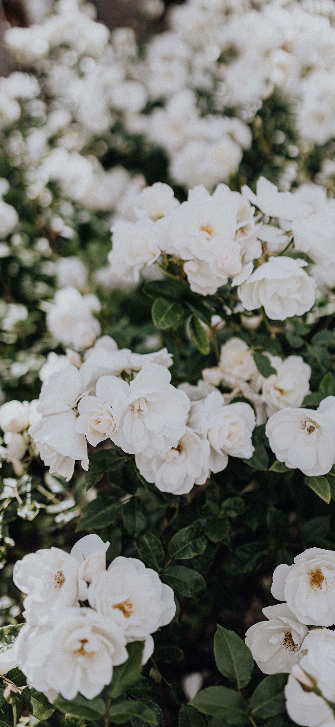 White Roses iPhone Wallpapers Top Free White Roses iPhone Backgrounds