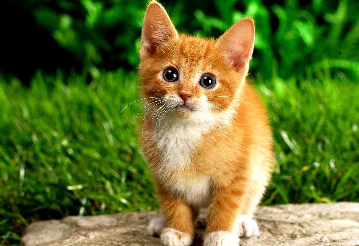 Small Cat Wallpapers Top Free Small Cat Backgrounds WallpaperAccess