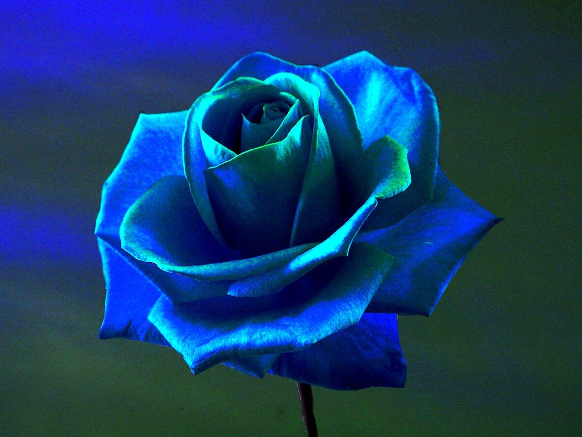 Blue and Pink Rose Wallpapers Top Free Blue and Pink Rose Backgrounds