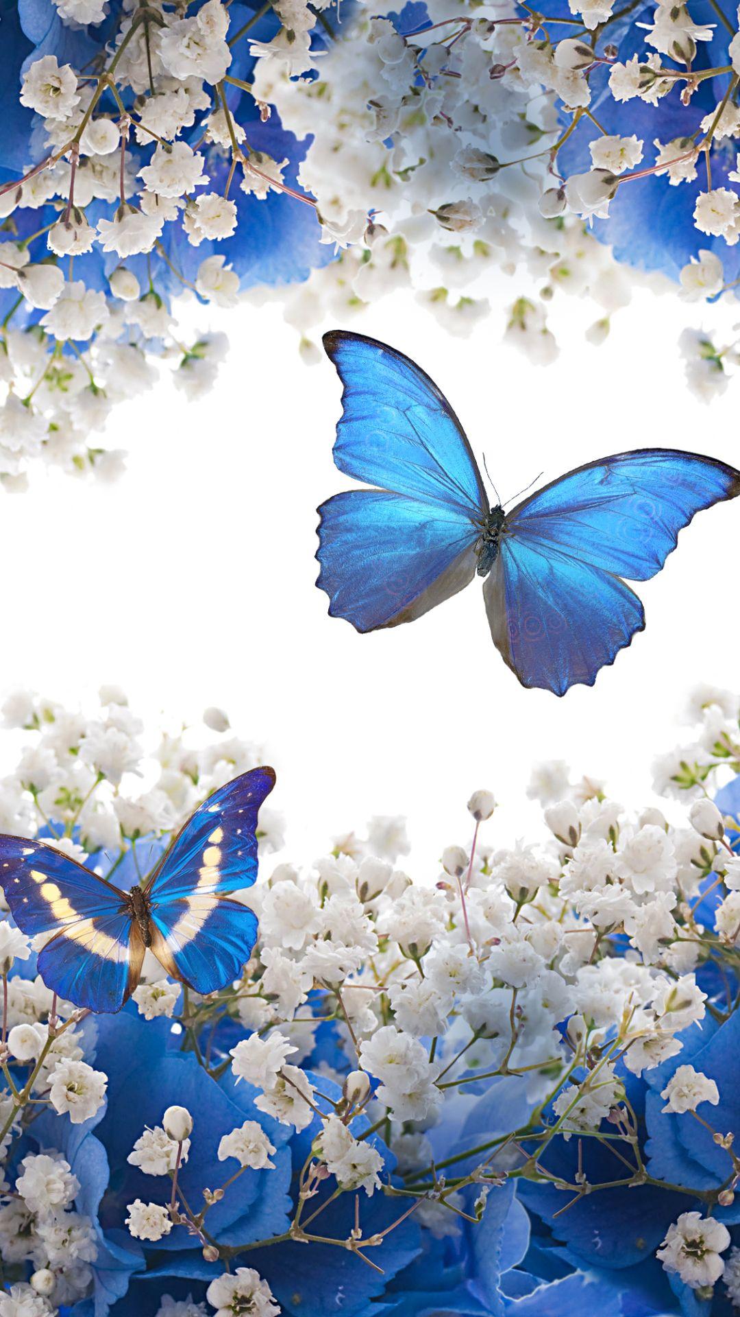 Butterfly Mobile HD Wallpapers Top Free Butterfly Mobile HD