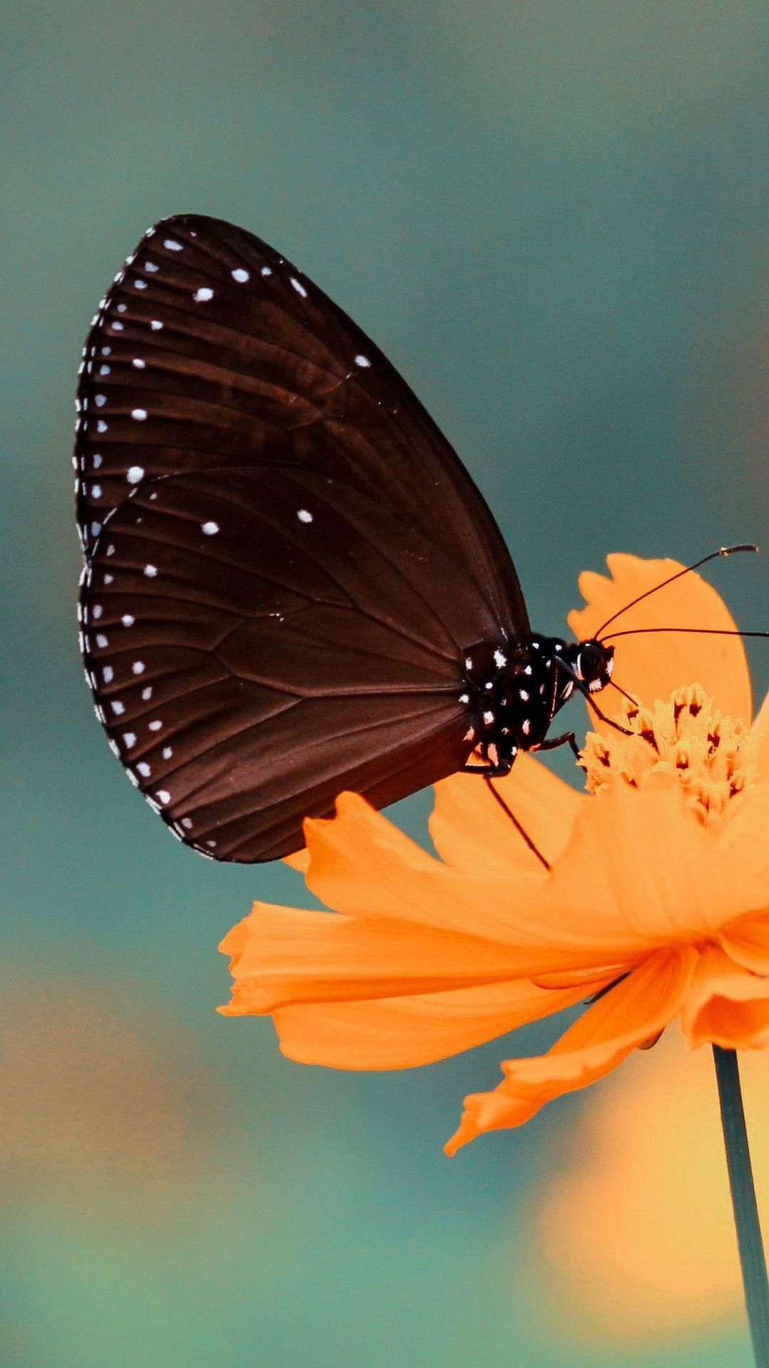Beautiful Butterfly iPhone Wallpapers Top Free Beautiful Butterfly