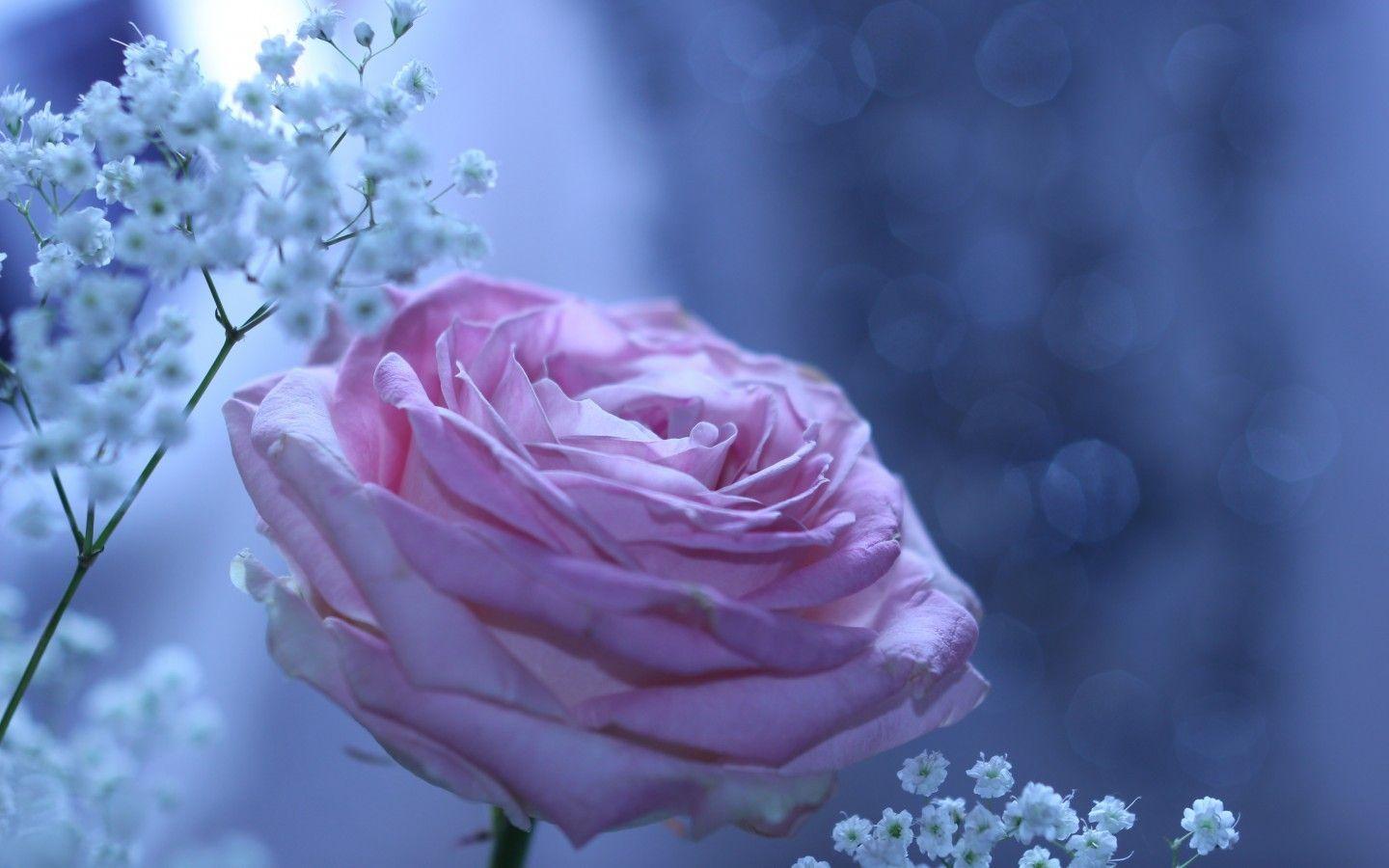 Blue and Pink Rose Wallpapers Top Free Blue and Pink Rose Backgrounds
