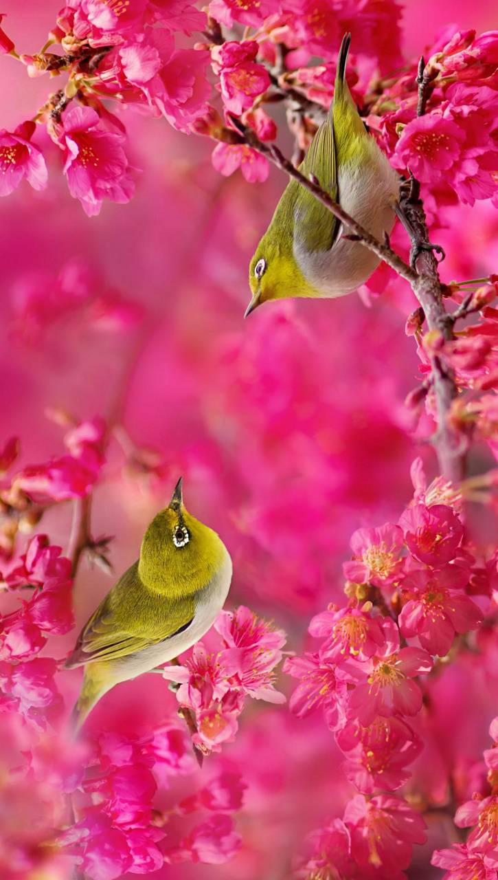 Pink Love Birds Wallpapers Top Free Pink Love Birds Backgrounds