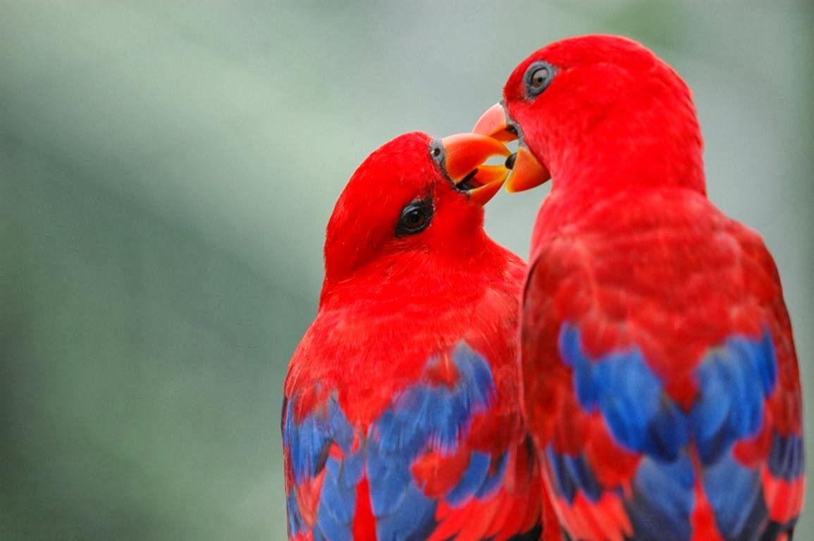 Pink Love Birds Wallpapers Top Free Pink Love Birds Backgrounds