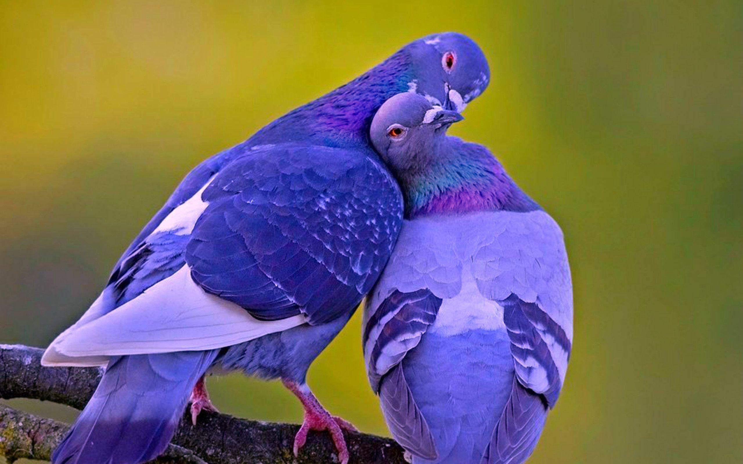 Pink Love Birds Wallpapers Top Free Pink Love Birds Backgrounds