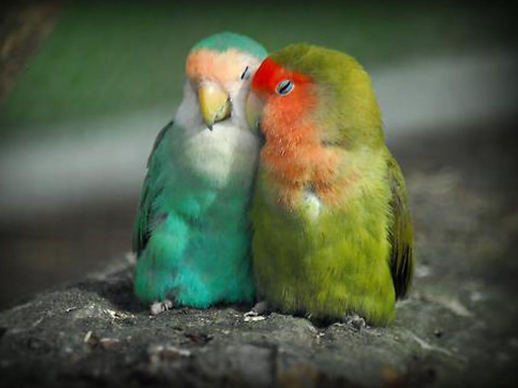 Pink Love Birds Wallpapers Top Free Pink Love Birds Backgrounds