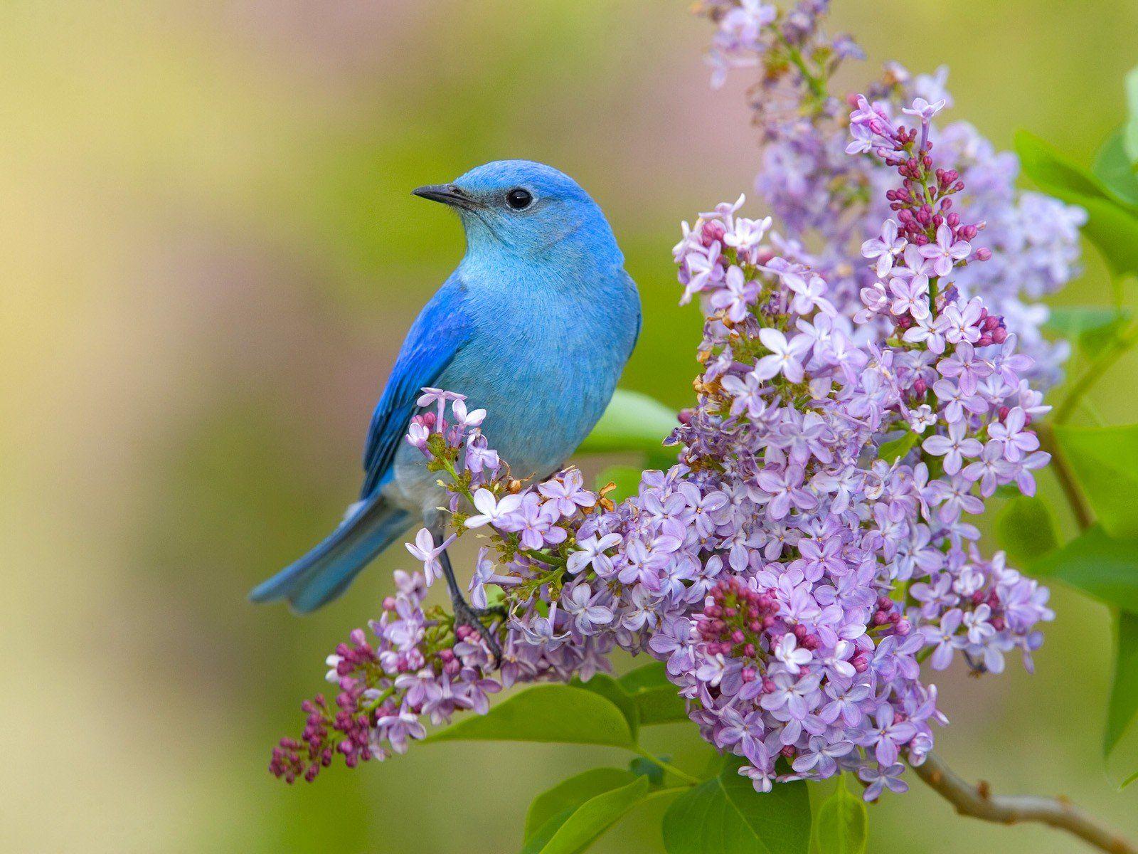Spring Flowers and Birds Wallpapers Top Free Spring Flowers and Birds
