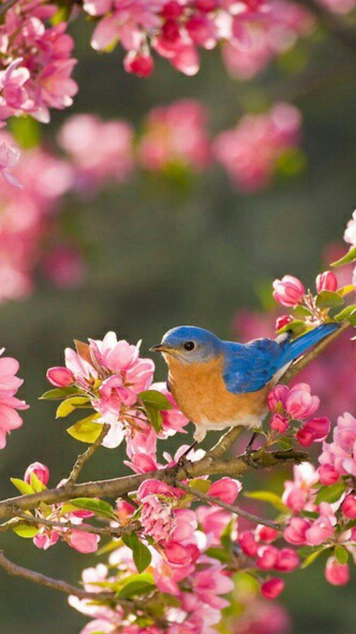 Spring Flowers and Birds Wallpapers Top Free Spring Flowers and Birds