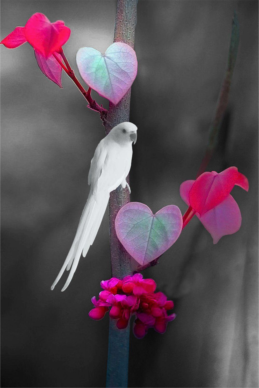 Pink Love Birds Wallpapers Top Free Pink Love Birds Backgrounds WallpaperAccess