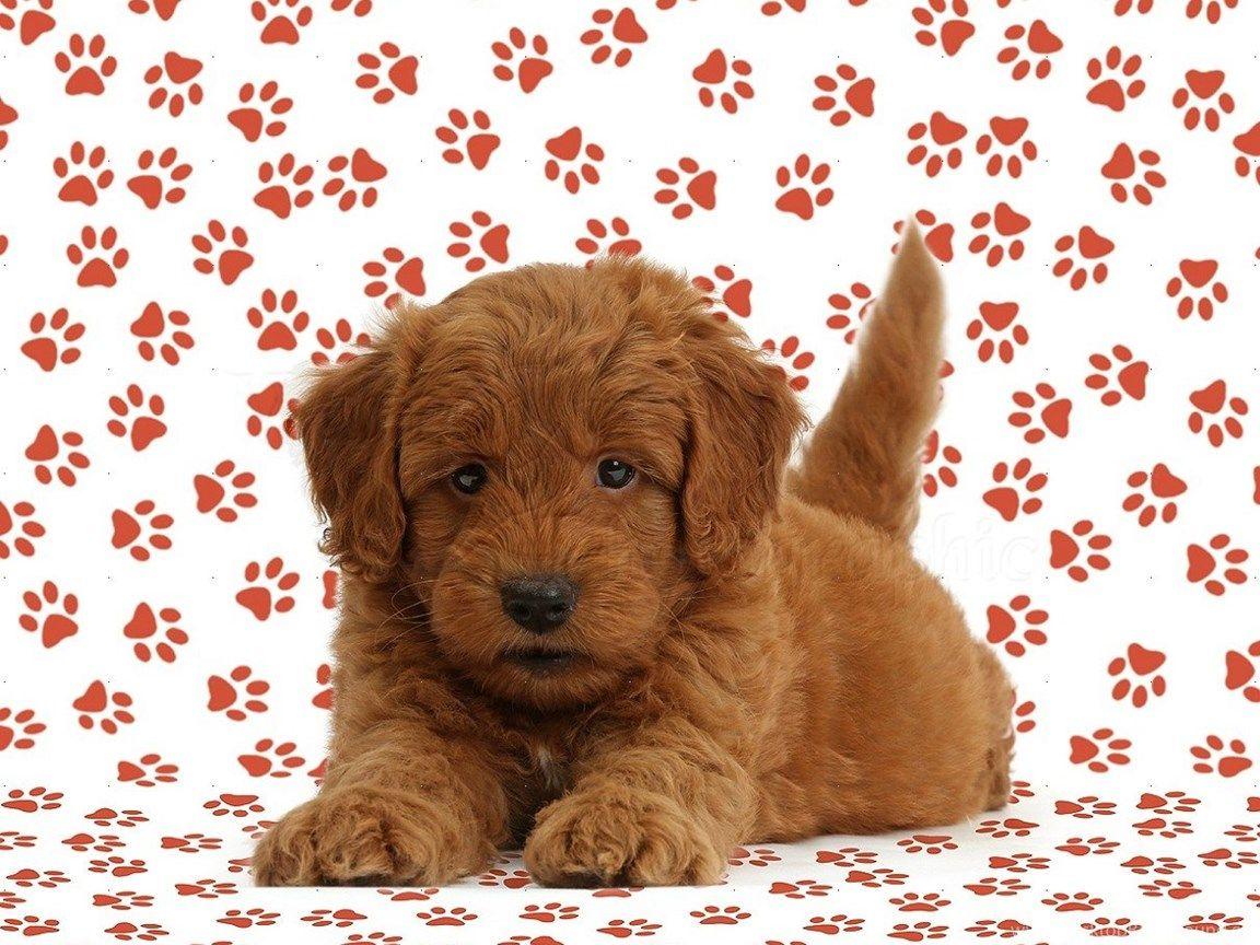Goldendoodle HD Wallpapers Top Free Goldendoodle HD Backgrounds