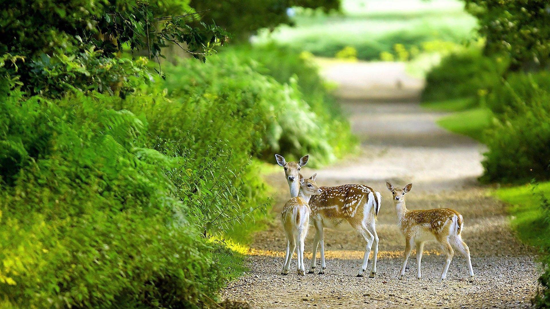 Nature Android HD Wallpapers Top Free Nature Android HD Backgrounds