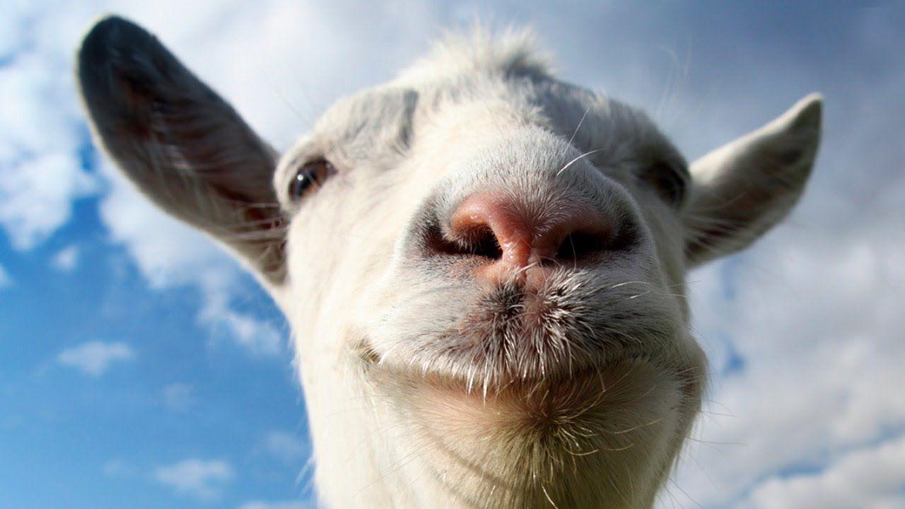 Cute Baby Goat Wallpapers Top Free Cute Baby Goat Backgrounds