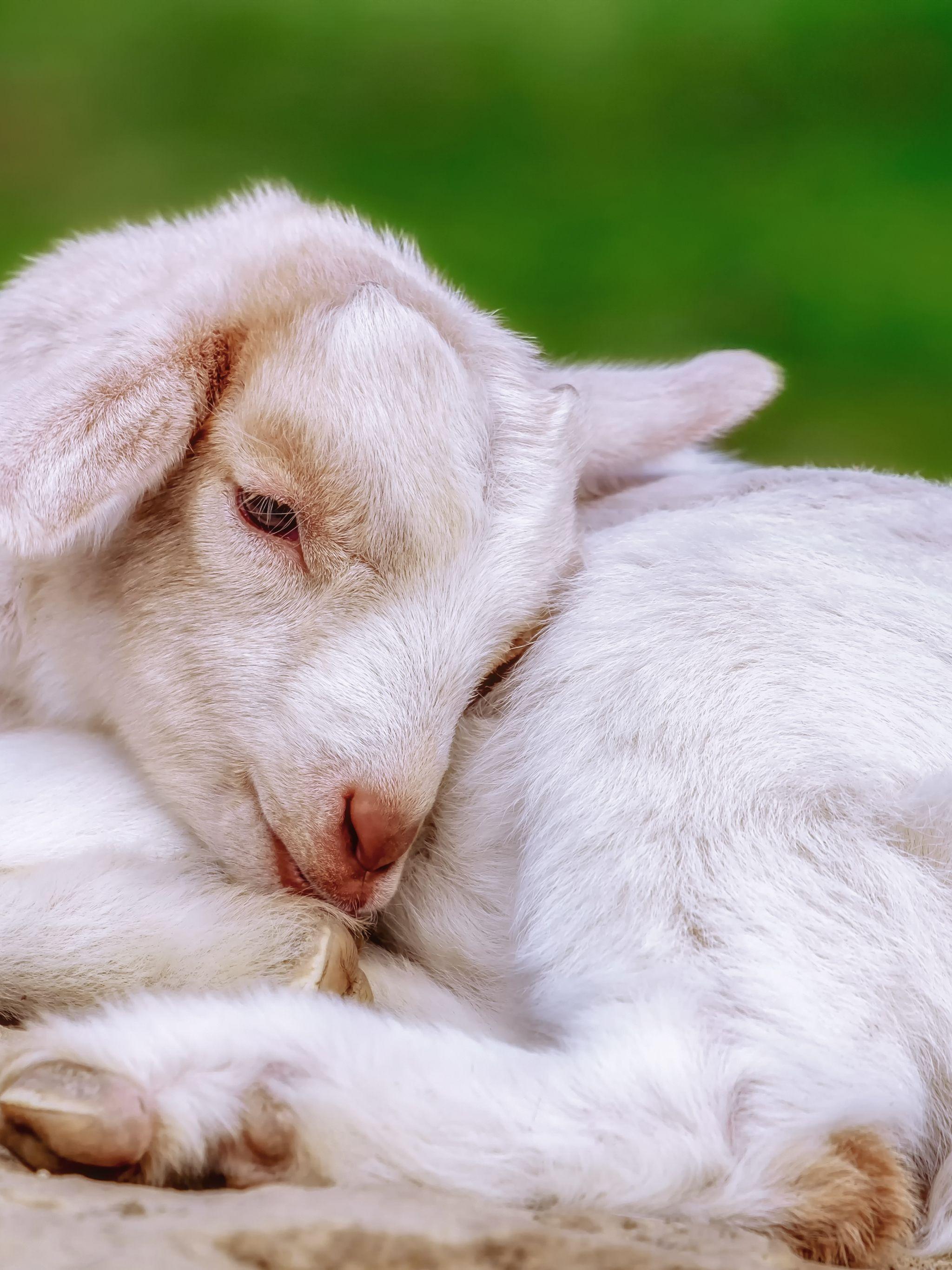 Cute Baby Goat Wallpapers Top Free Cute Baby Goat Backgrounds