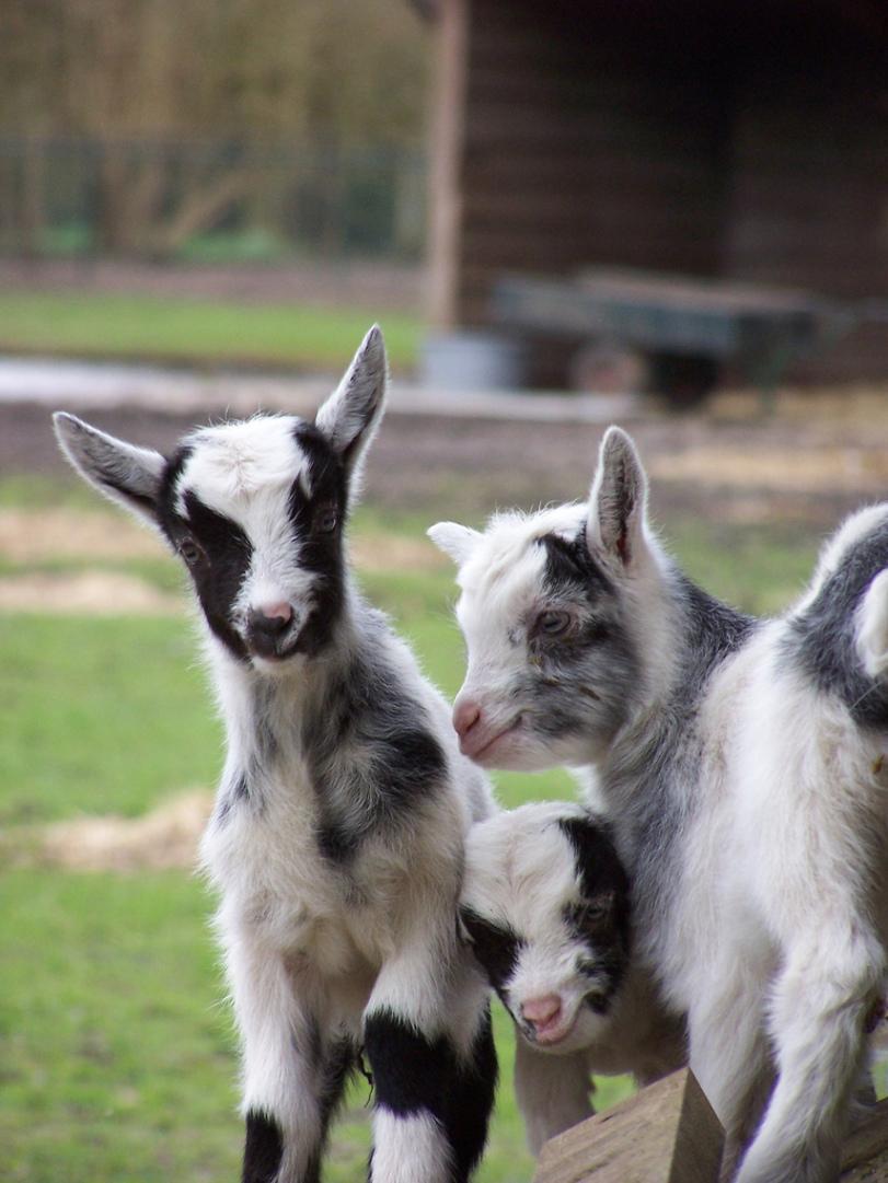 Cute Baby Goat Wallpapers Top Free Cute Baby Goat Backgrounds