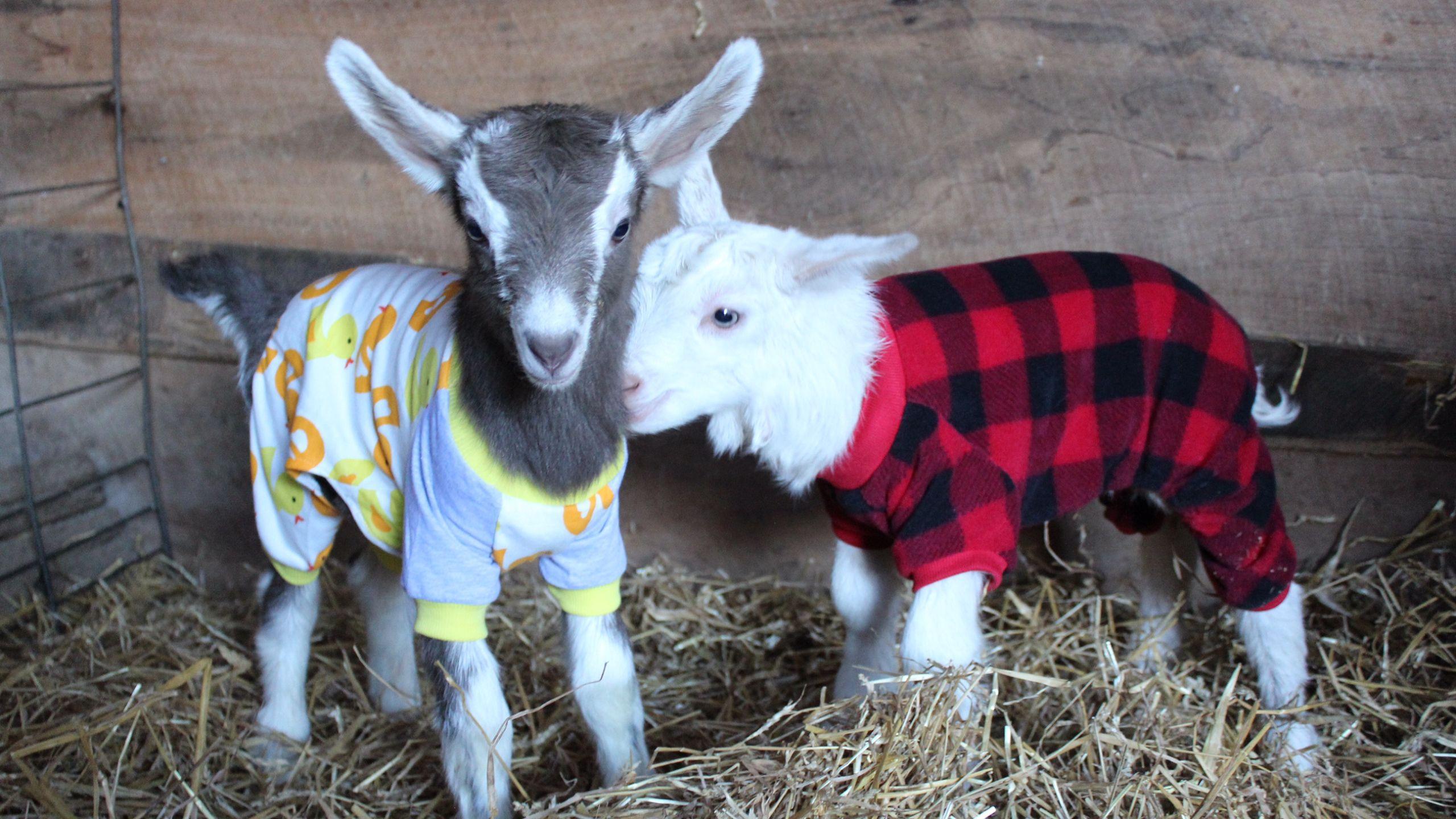 Cute Baby Goat Wallpapers Top Free Cute Baby Goat Backgrounds