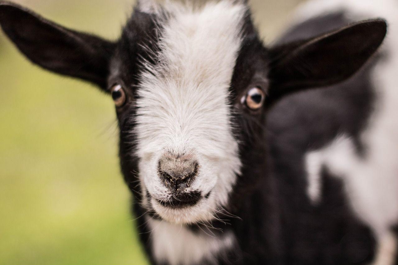 Cute Baby Goat Wallpapers Top Free Cute Baby Goat Backgrounds