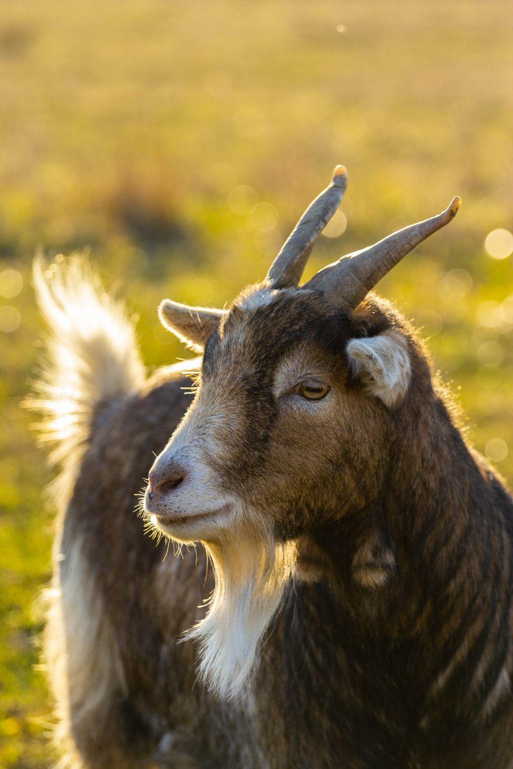 Cute Baby Goat Wallpapers Top Free Cute Baby Goat Backgrounds