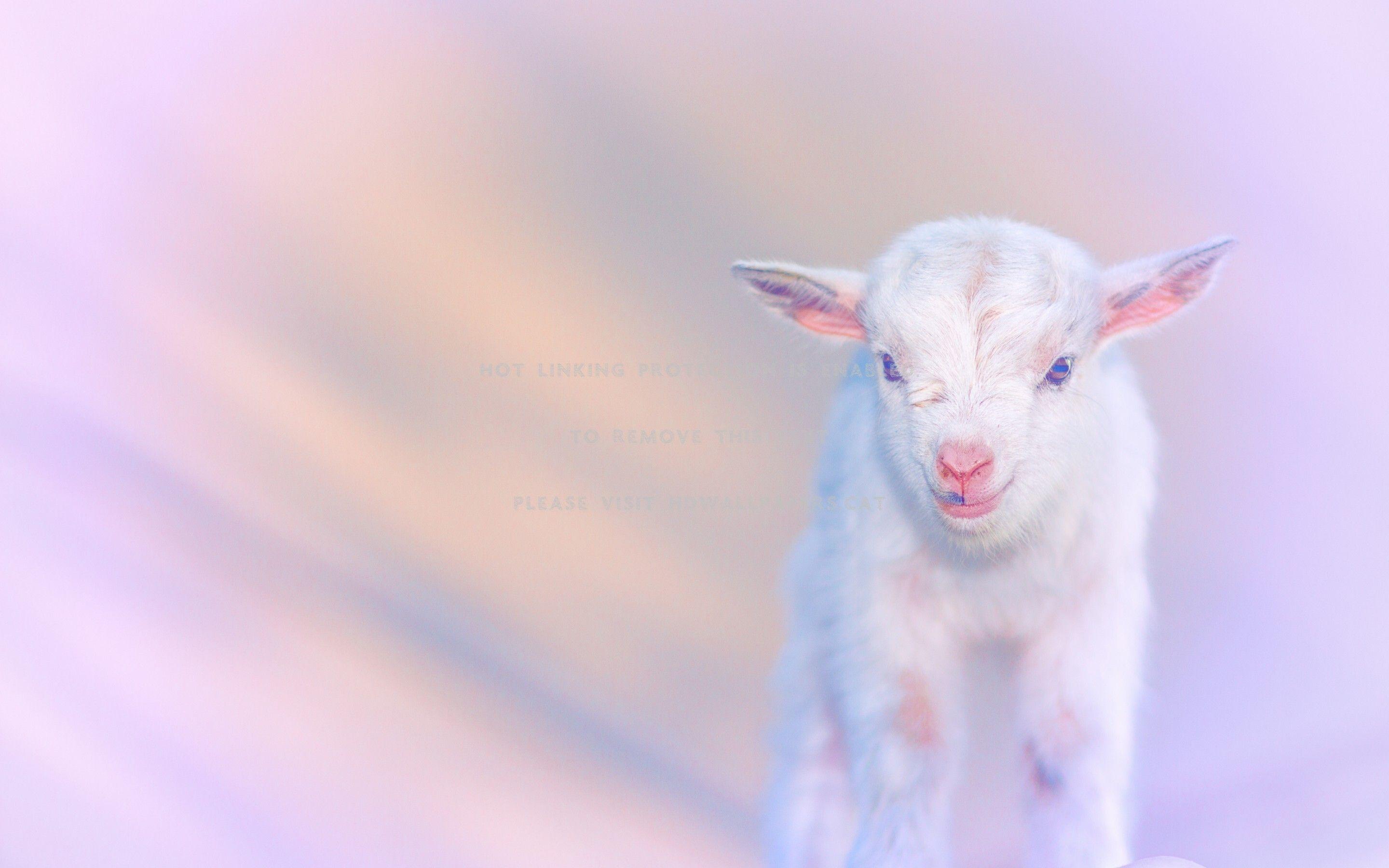 Cute Baby Goat Wallpapers Top Free Cute Baby Goat Backgrounds